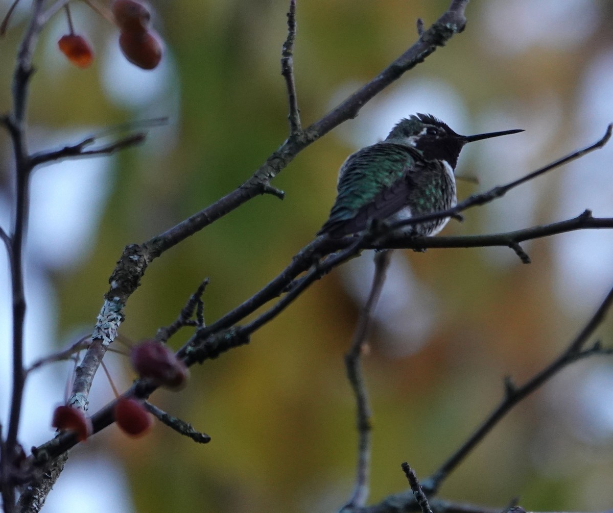Anna's Hummingbird - ML644505095