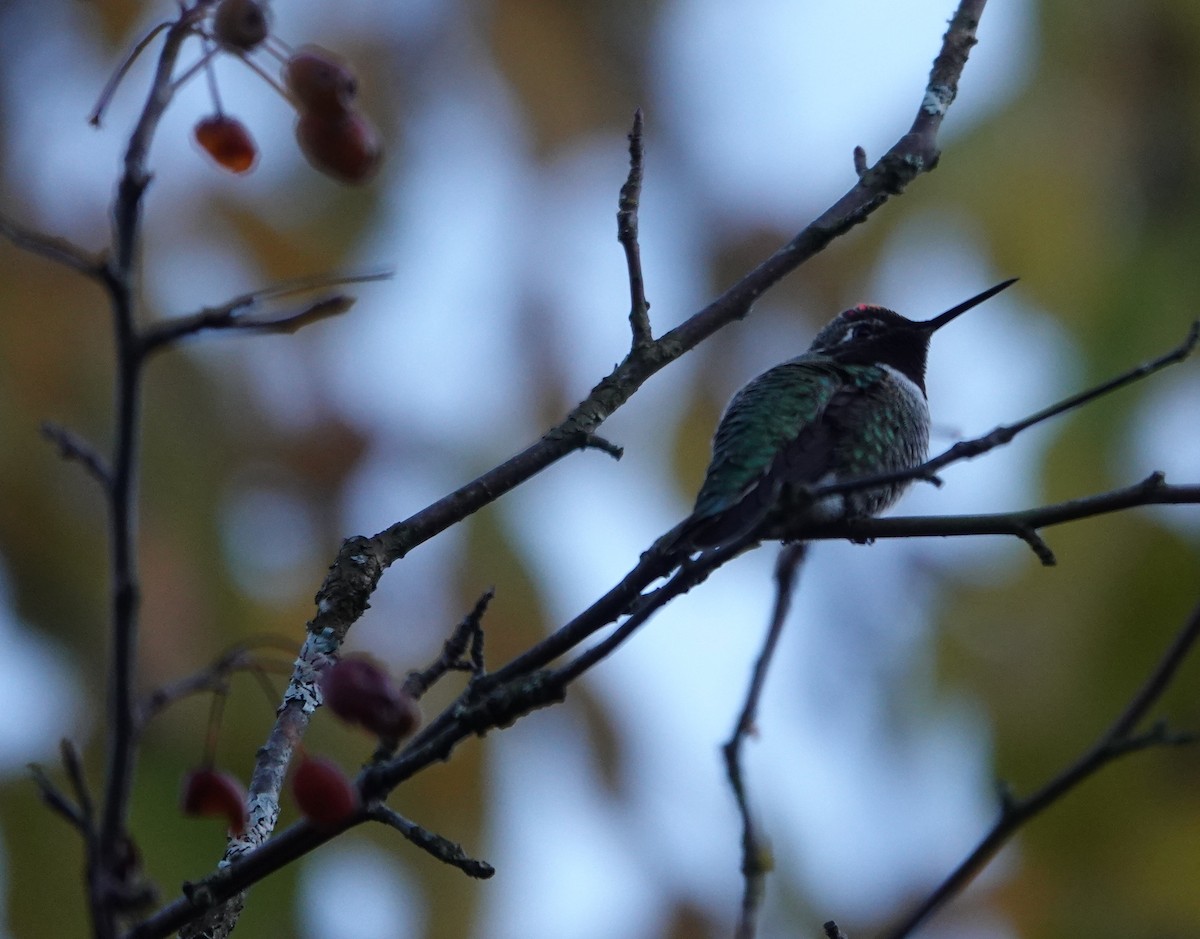Anna's Hummingbird - ML644505096