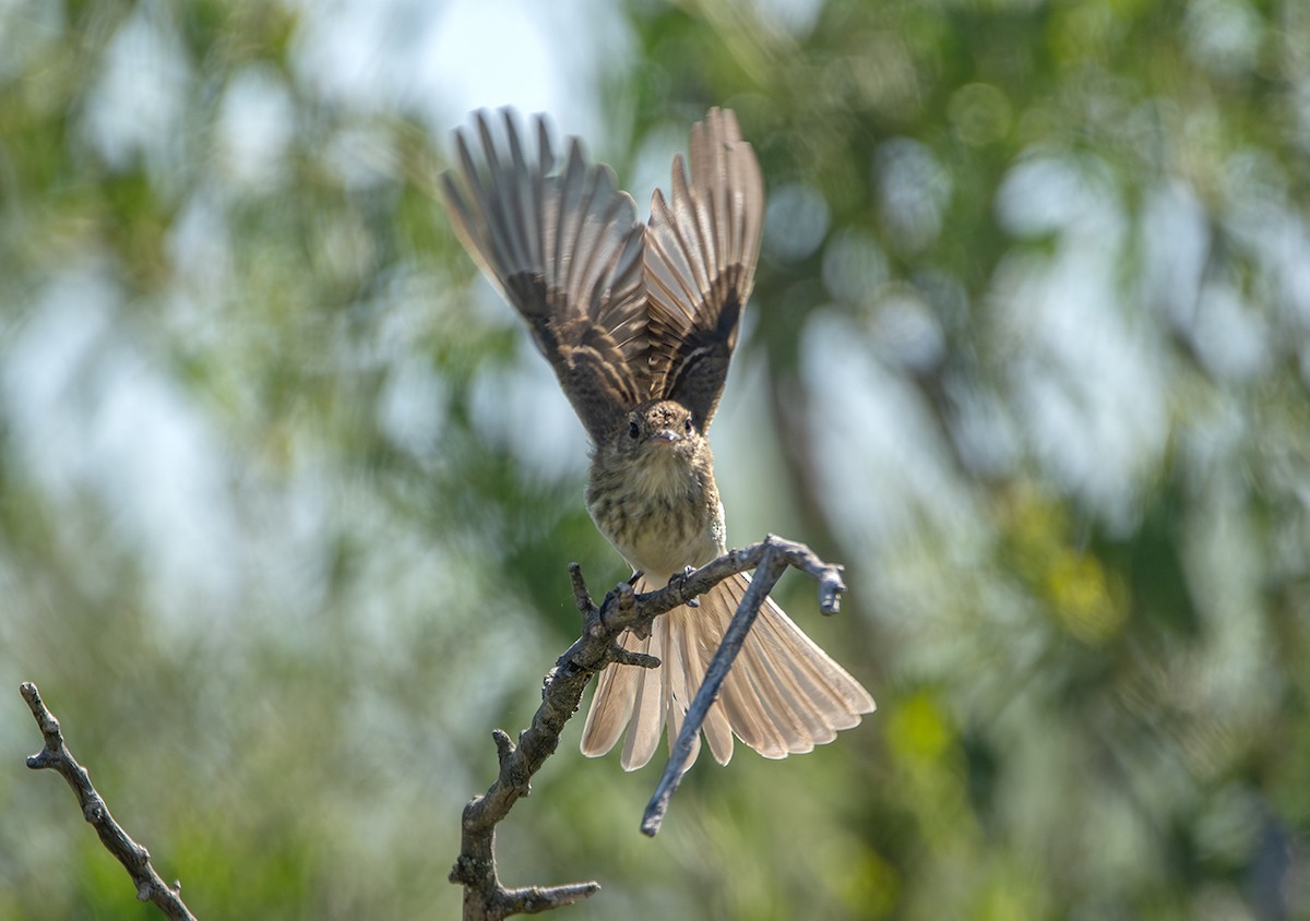 Bran-colored Flycatcher - ML644505098