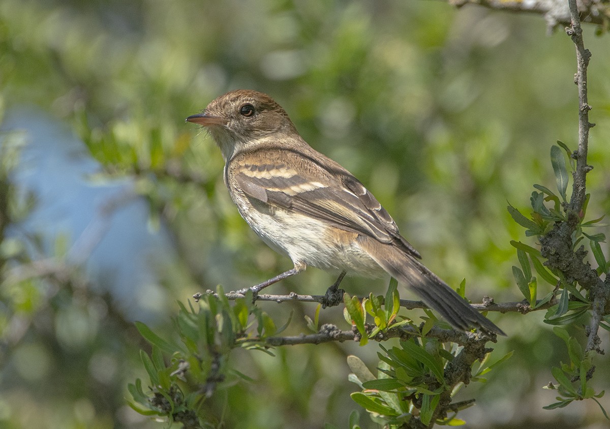 Bran-colored Flycatcher - ML644505099