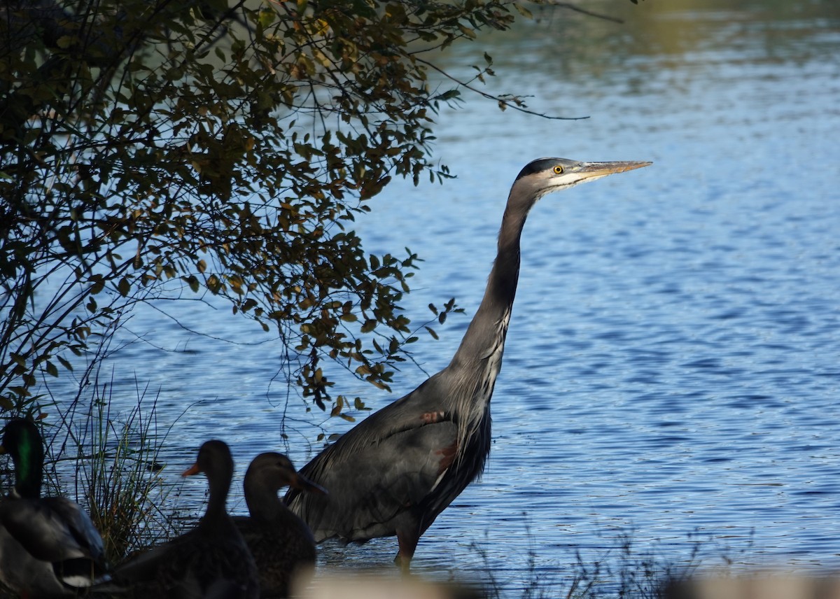 Grand Héron - ML644505102
