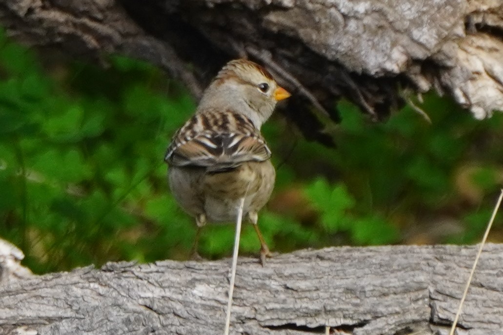 hvitkronespurv - ML644505103