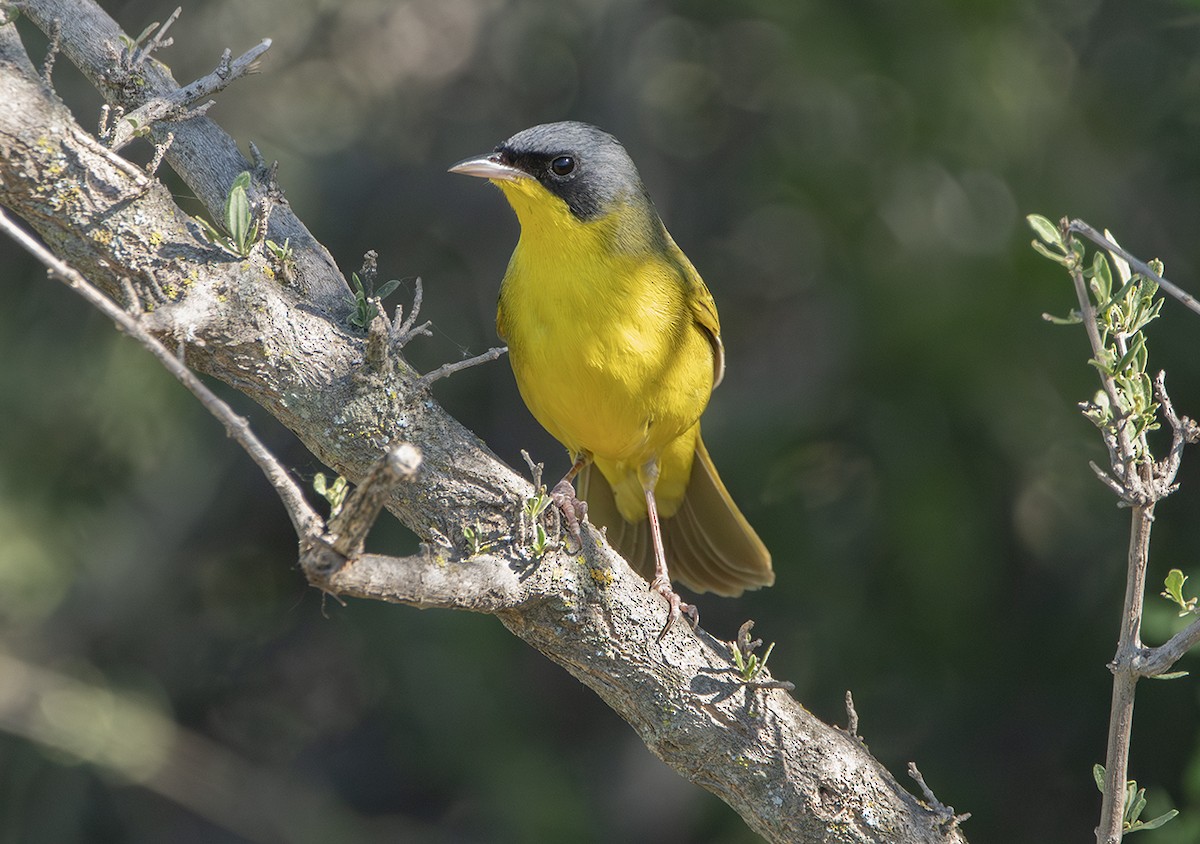 Southern Yellowthroat - ML644505108