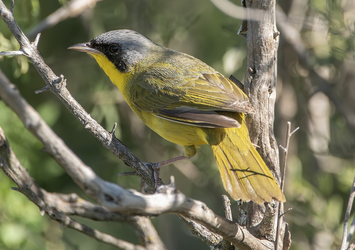Southern Yellowthroat - ML644505109