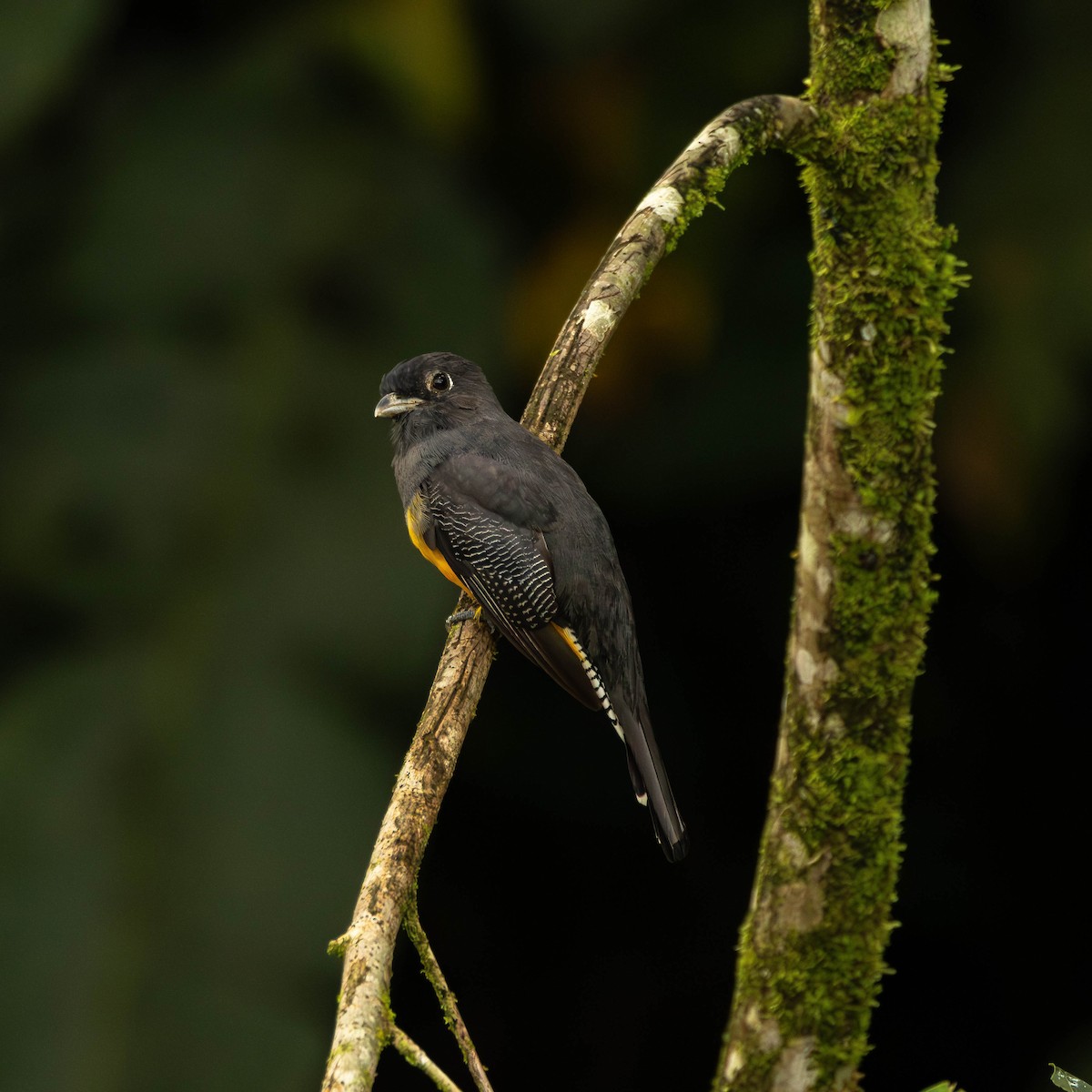 Gartered Violaceous Trogon - ML644505119