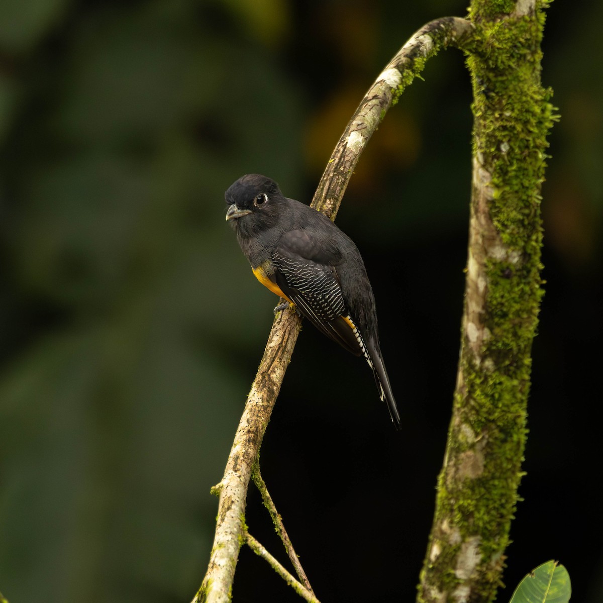 Gartered Violaceous Trogon - ML644505120