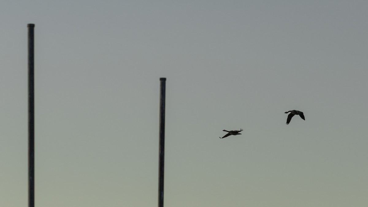 Bernache du Canada - ML644505122