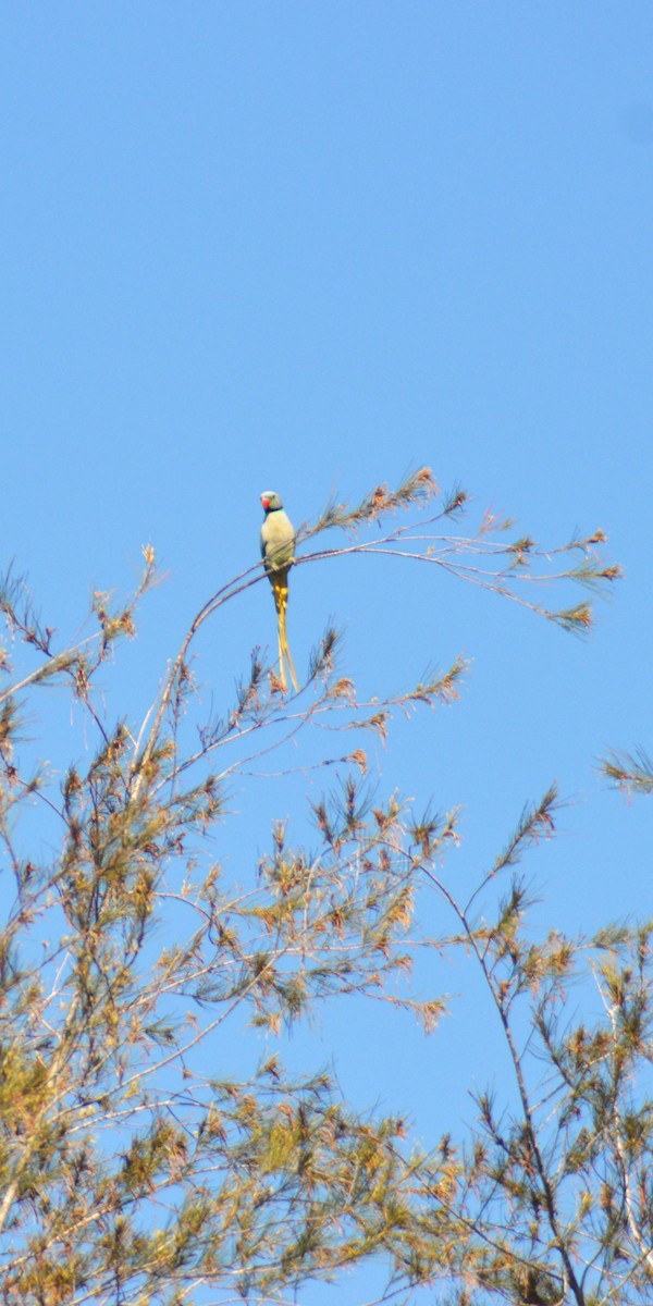 Папужець малабарський - ML644505125