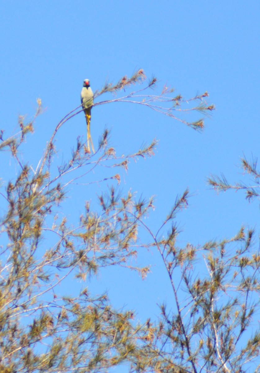 Папужець малабарський - ML644505126