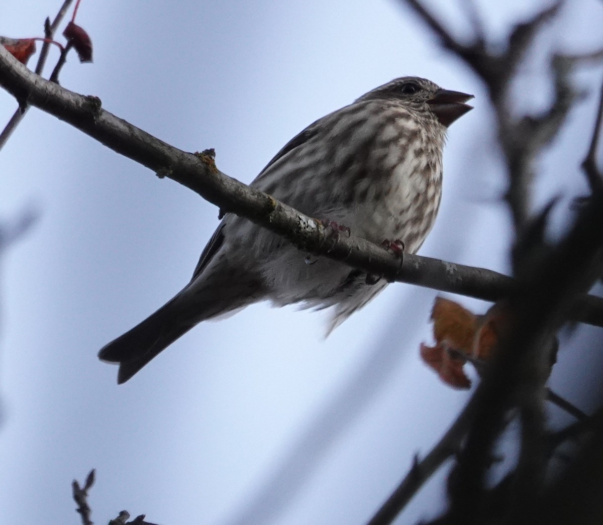 Roselin pourpré - ML644505134