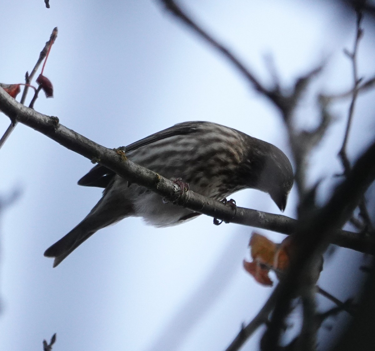 Roselin pourpré - ML644505135