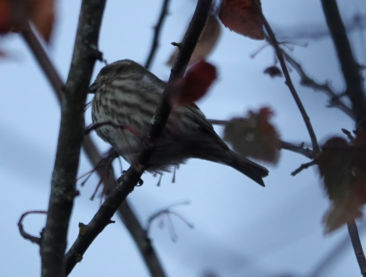 Roselin pourpré - ML644505136