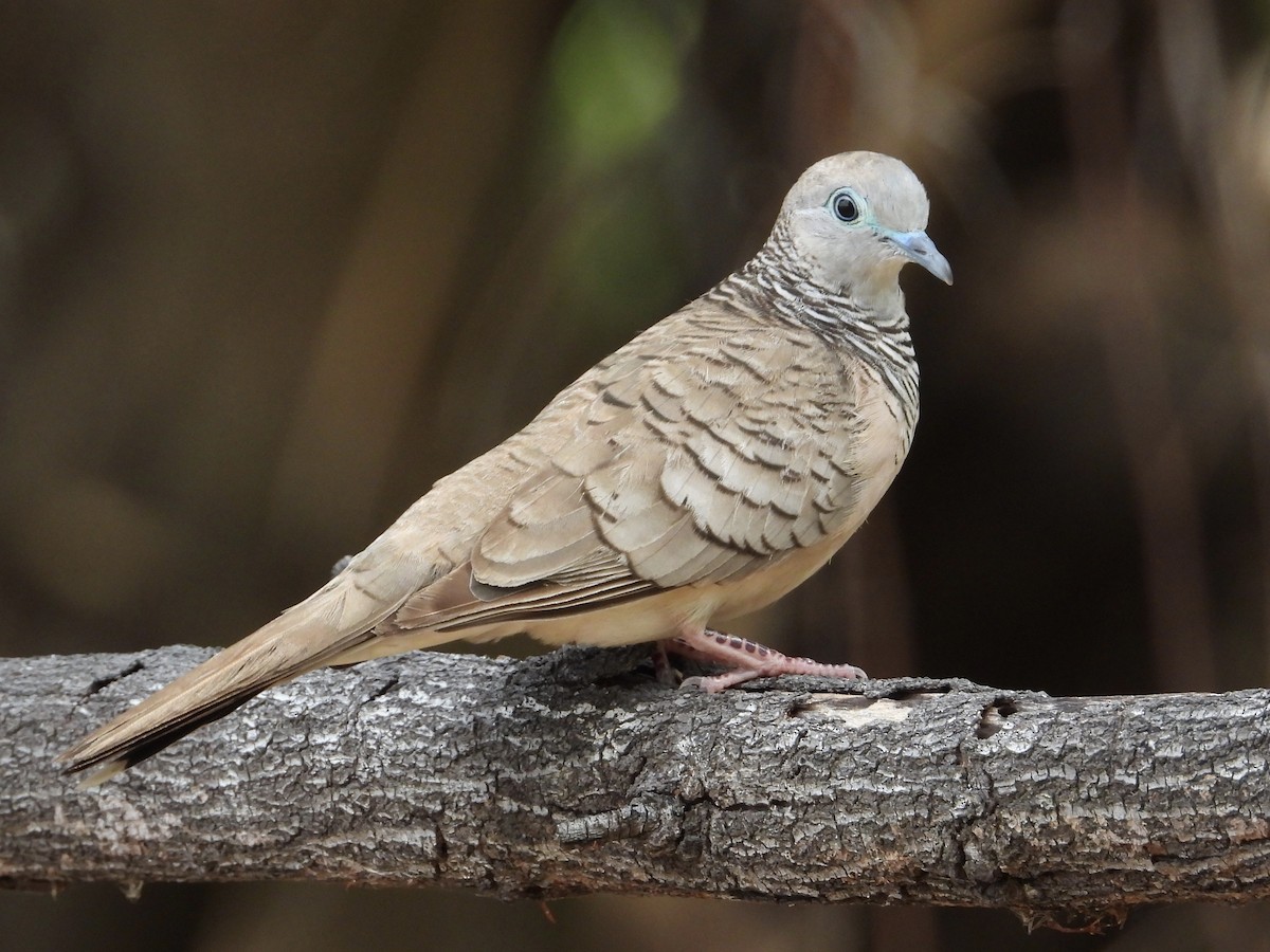 Peaceful Dove - ML644505139