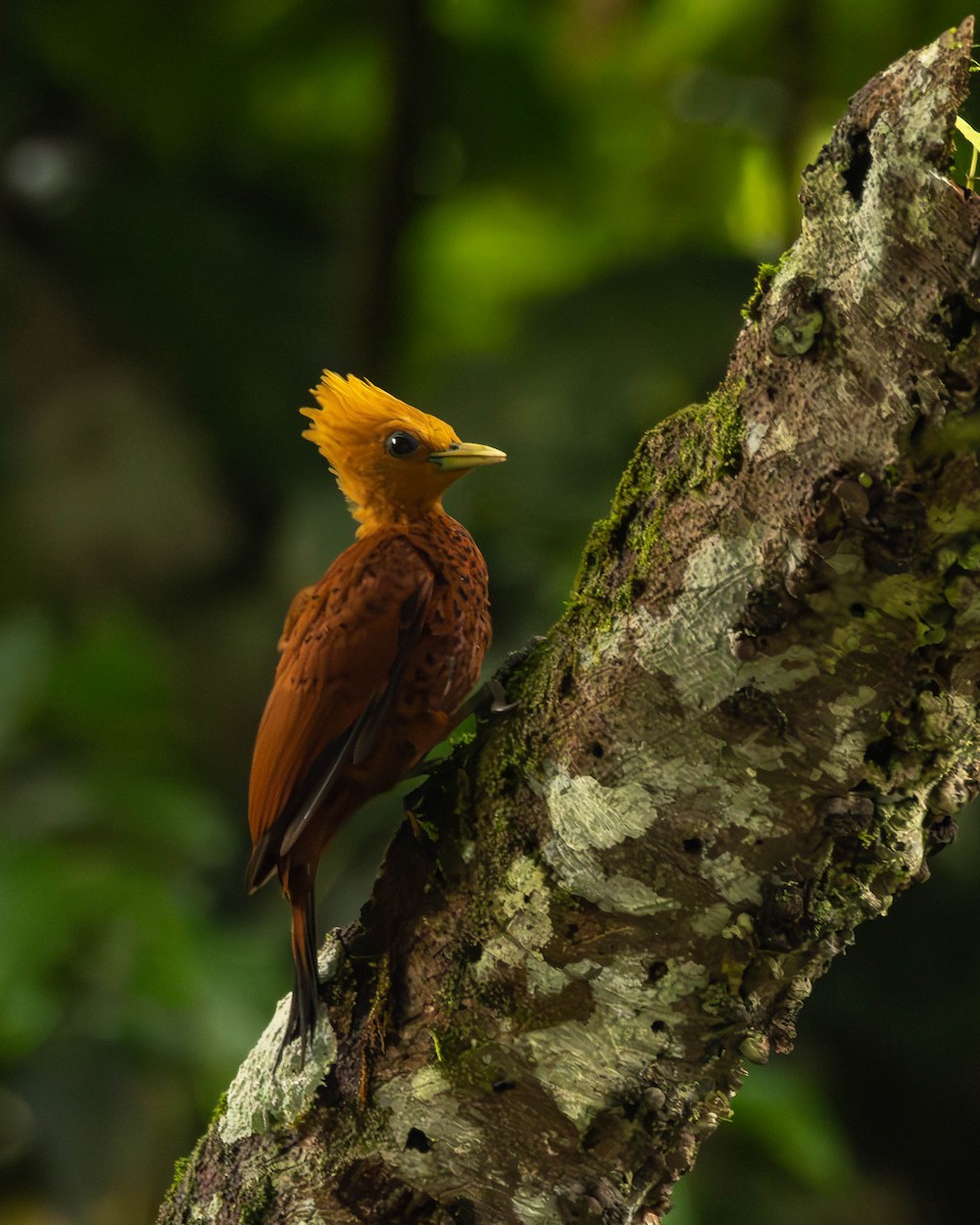 Каштановый дятел-гренадер - ML644505143