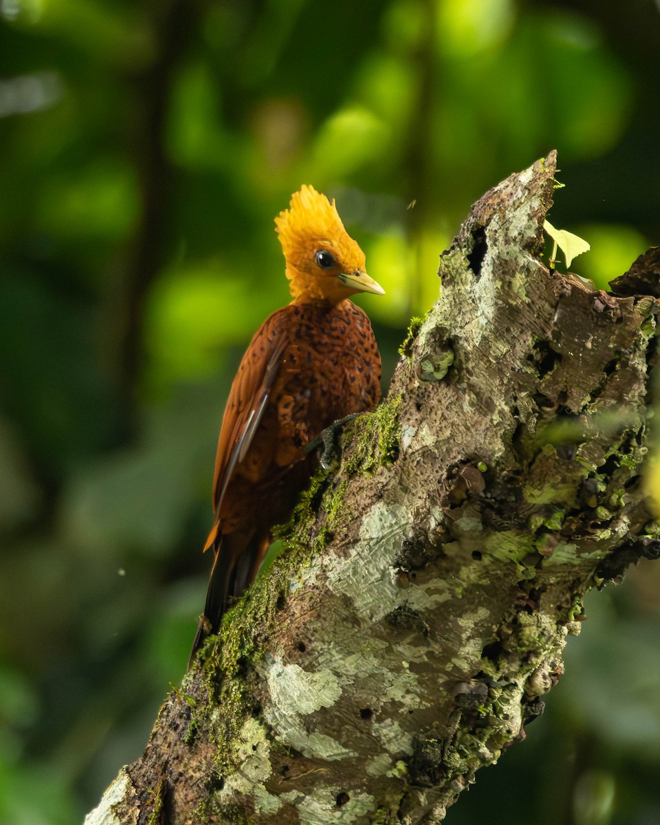 Каштановый дятел-гренадер - ML644505144