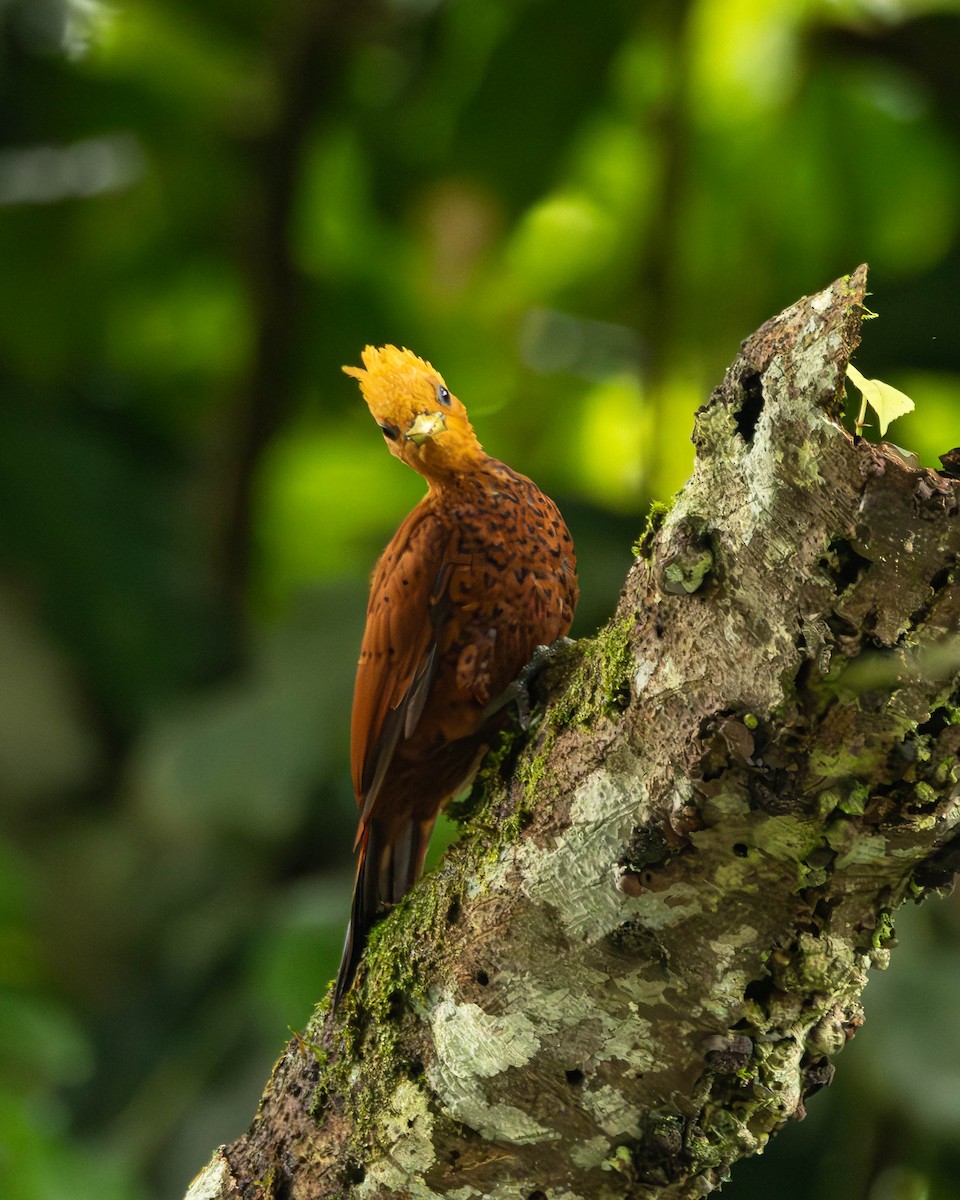 Каштановый дятел-гренадер - ML644505145