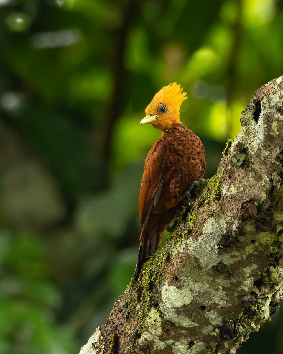 Каштановый дятел-гренадер - ML644505146