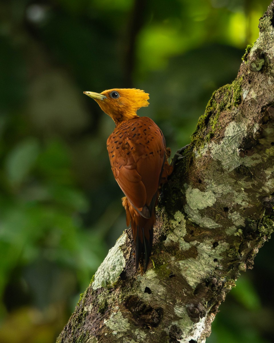 Каштановый дятел-гренадер - ML644505147