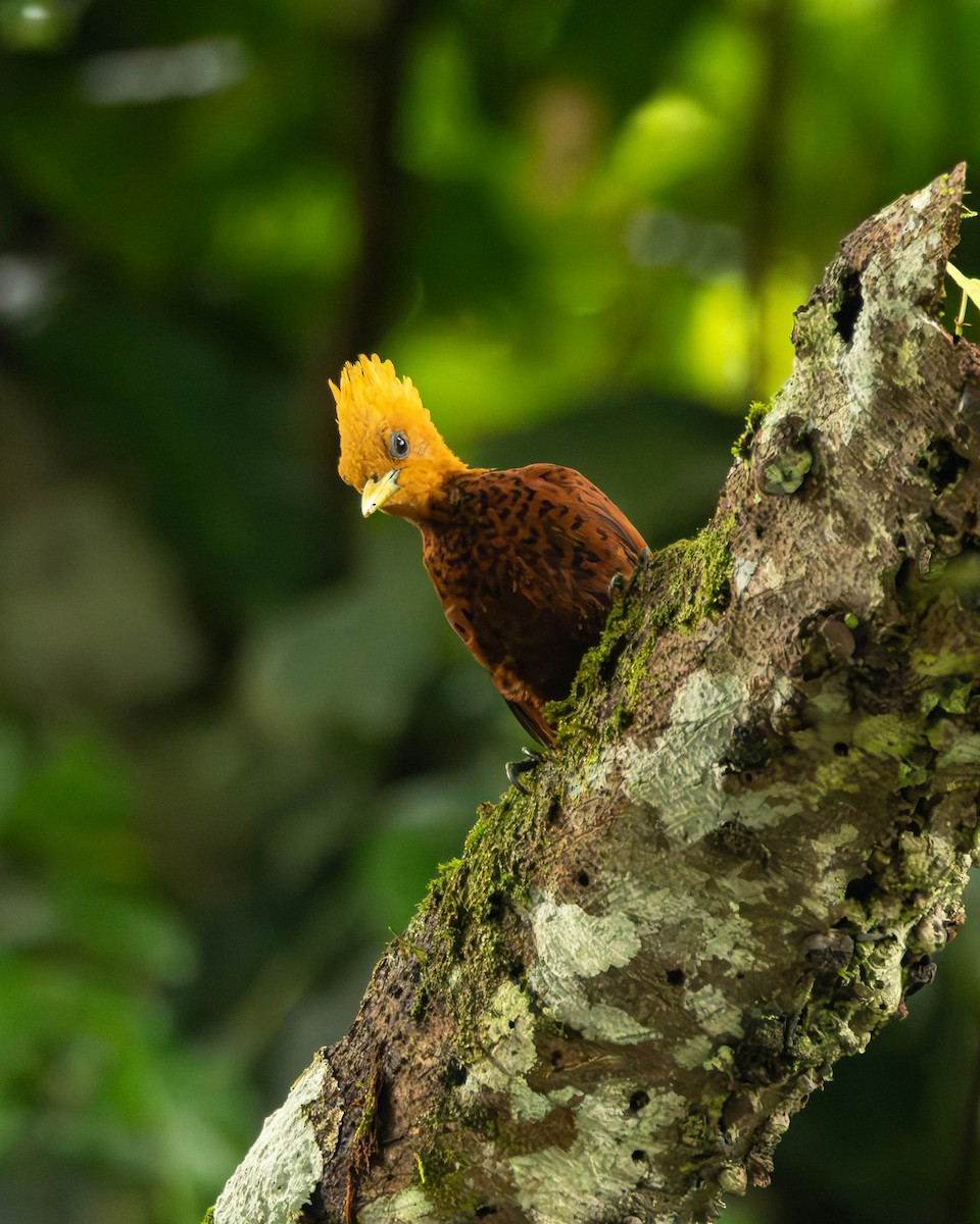 Каштановый дятел-гренадер - ML644505148