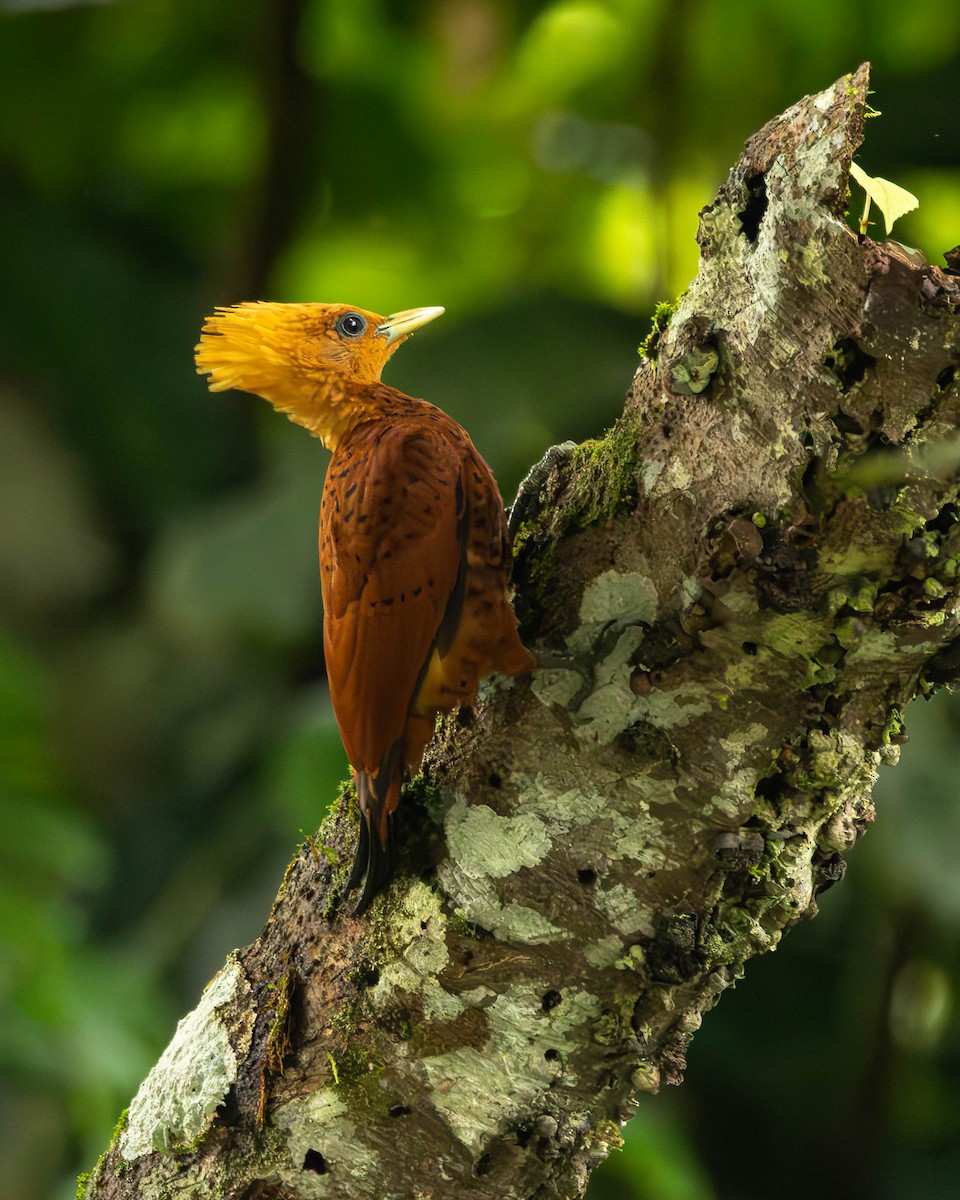 Каштановый дятел-гренадер - ML644505149