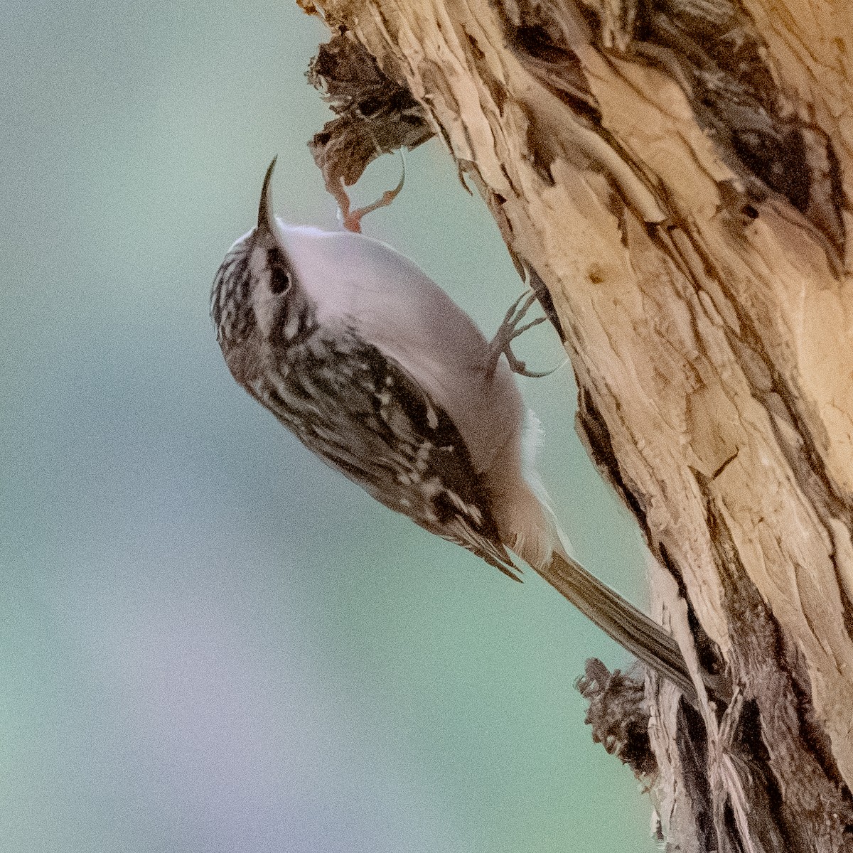 Brown Creeper - ML644505152