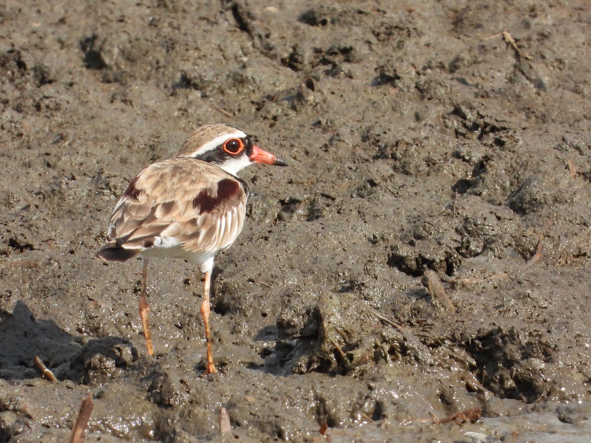 Black-fronted Dotterel - ML644505155