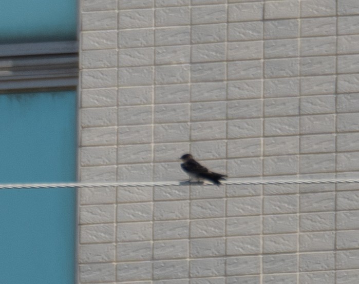 Pacific Swallow - ML644505161