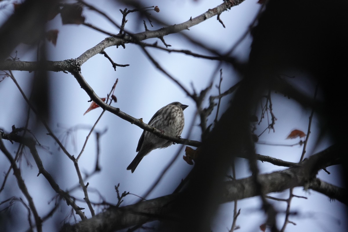 Roselin pourpré - ML644505167