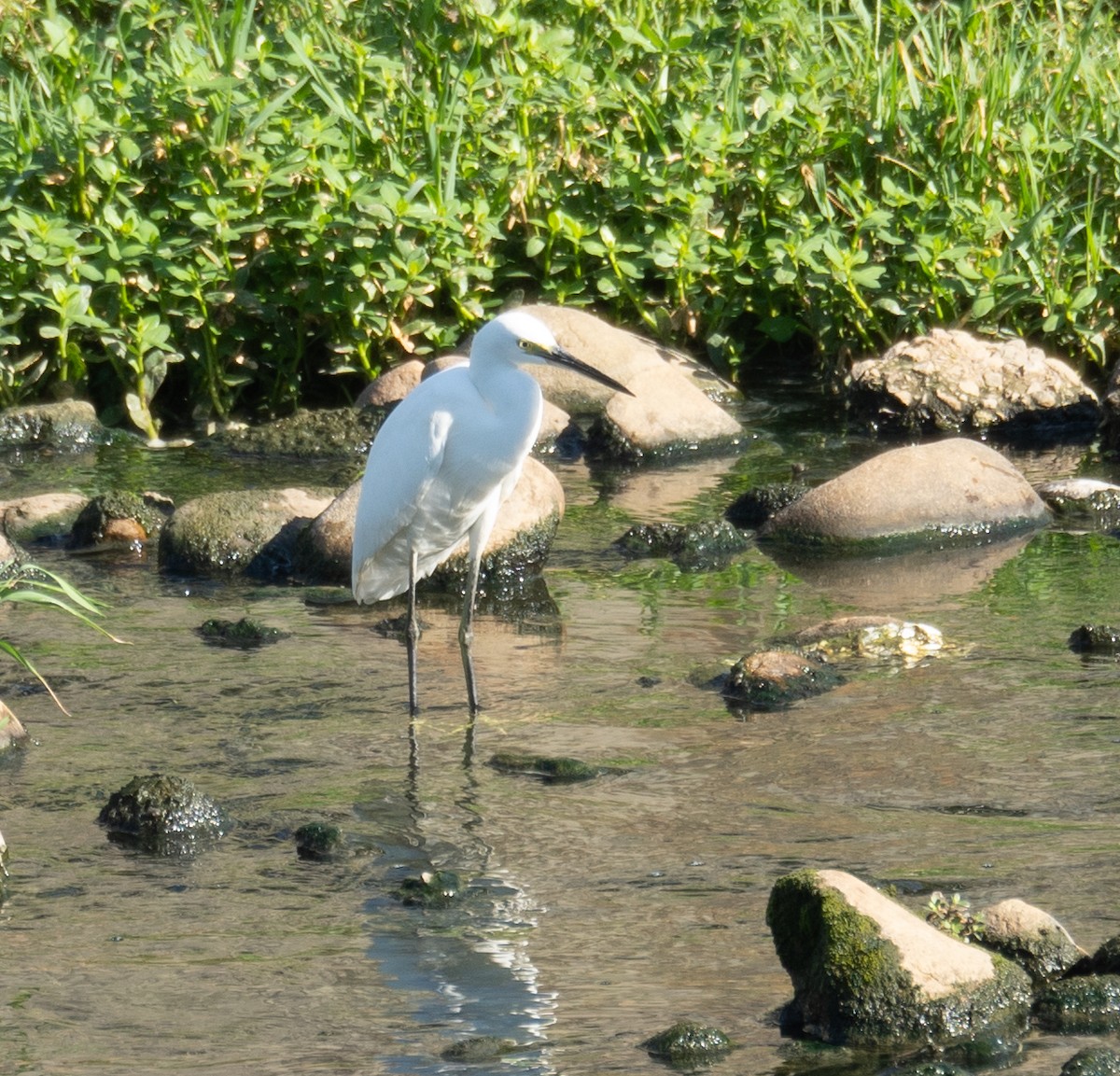 Aigrette garzette - ML644505169