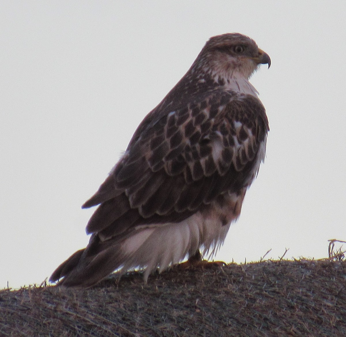 Ferruginous Hawk - ML644505174