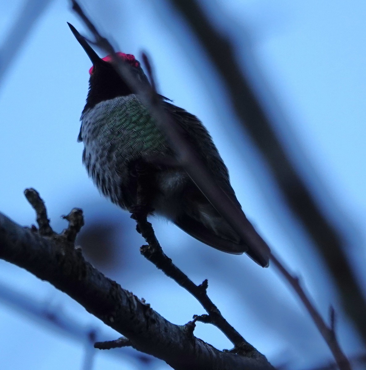 Anna's Hummingbird - ML644505183
