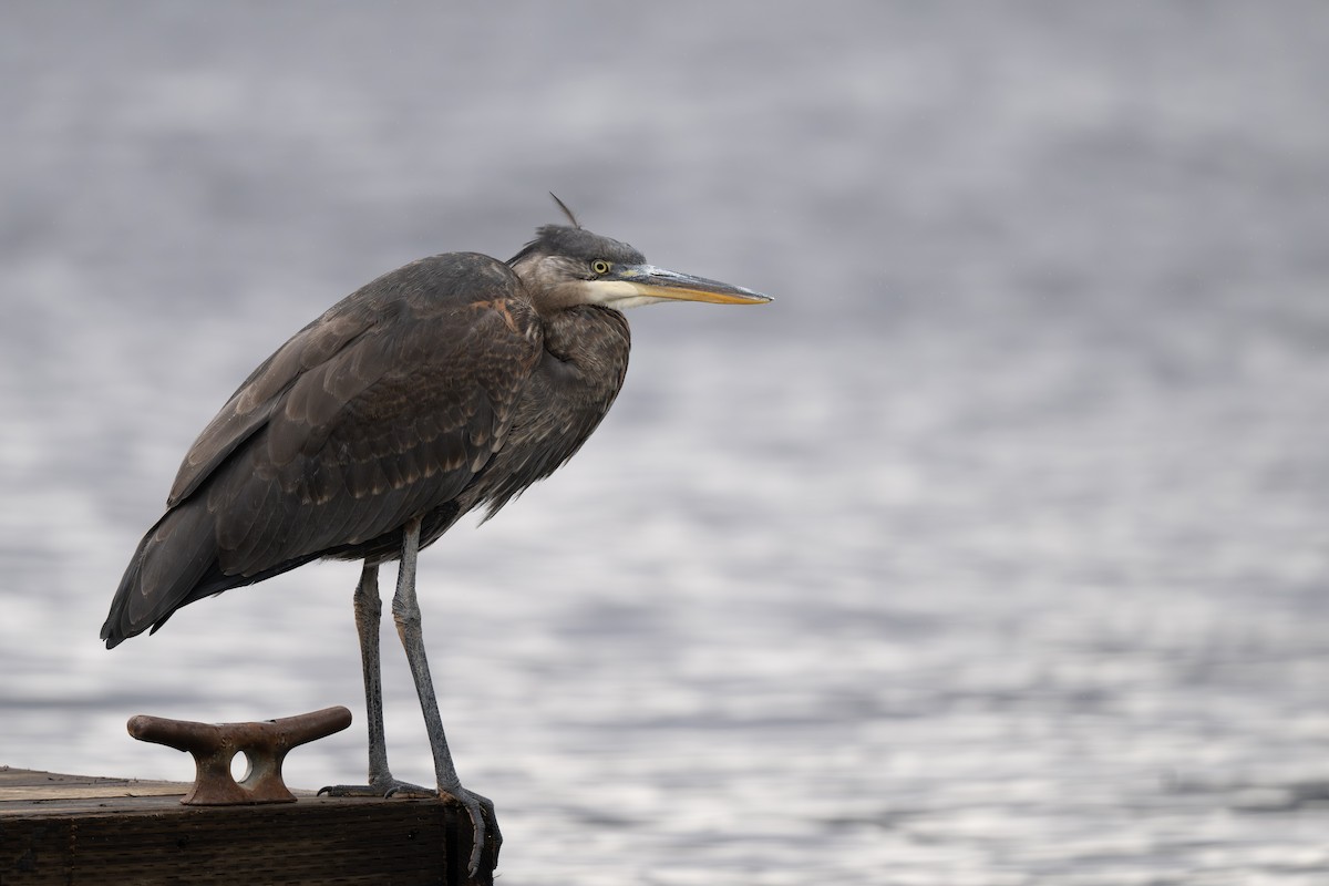 Grand Héron - ML644505196