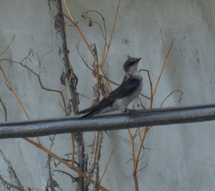 Pacific Swallow - ML644505197