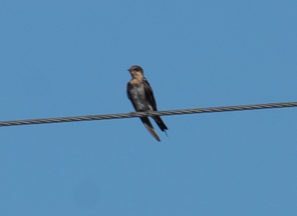 Pacific Swallow - ML644505198