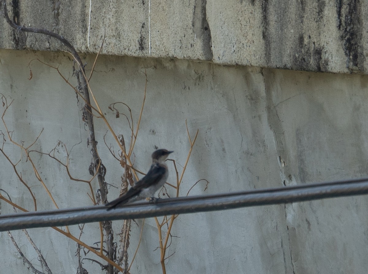 Pacific Swallow - ML644505199