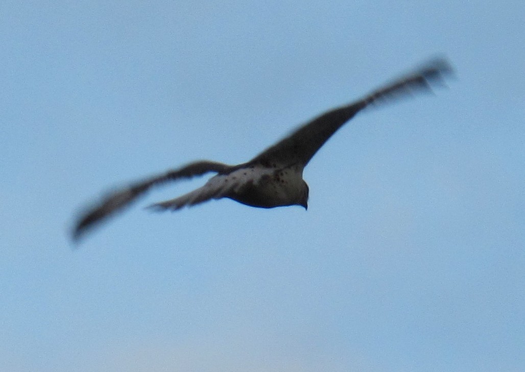 Ferruginous Hawk - ML644505202