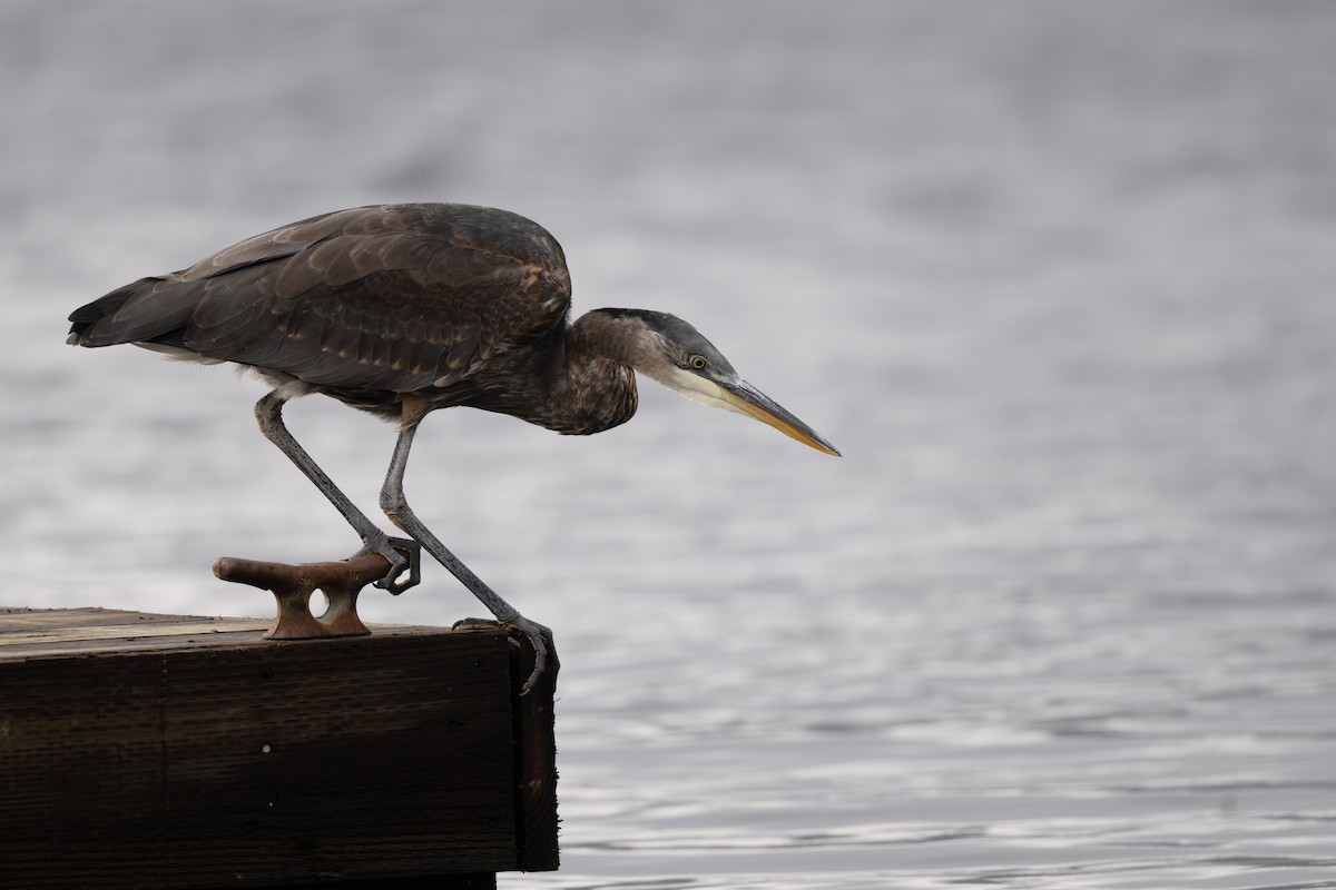 Grand Héron - ML644505203