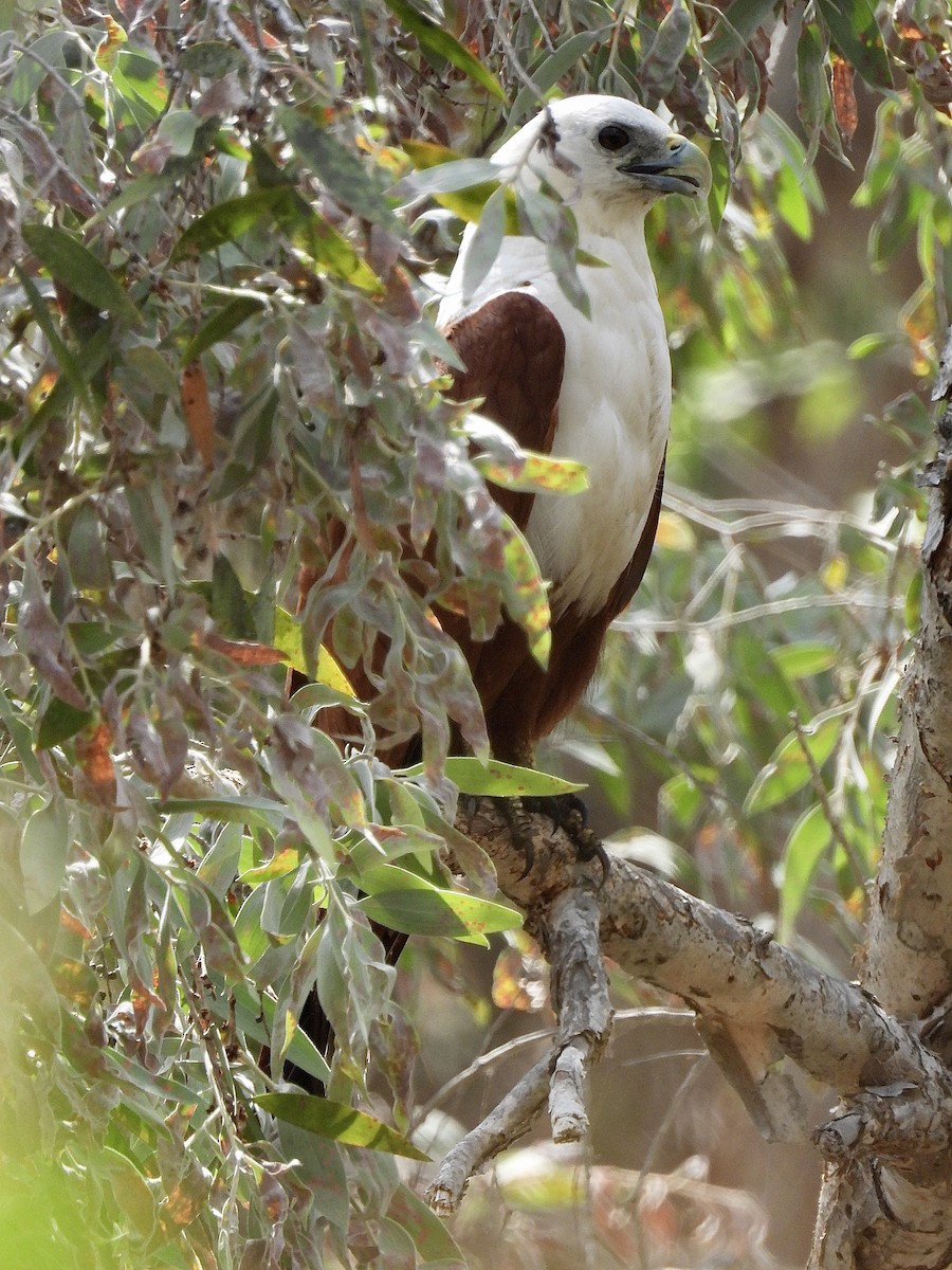 Brahminy Kite - ML644505205