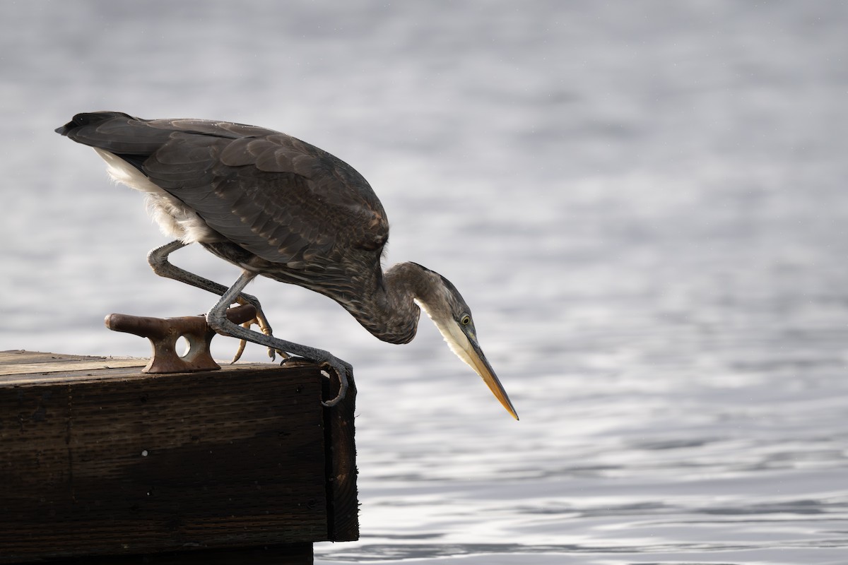 Grand Héron - ML644505207