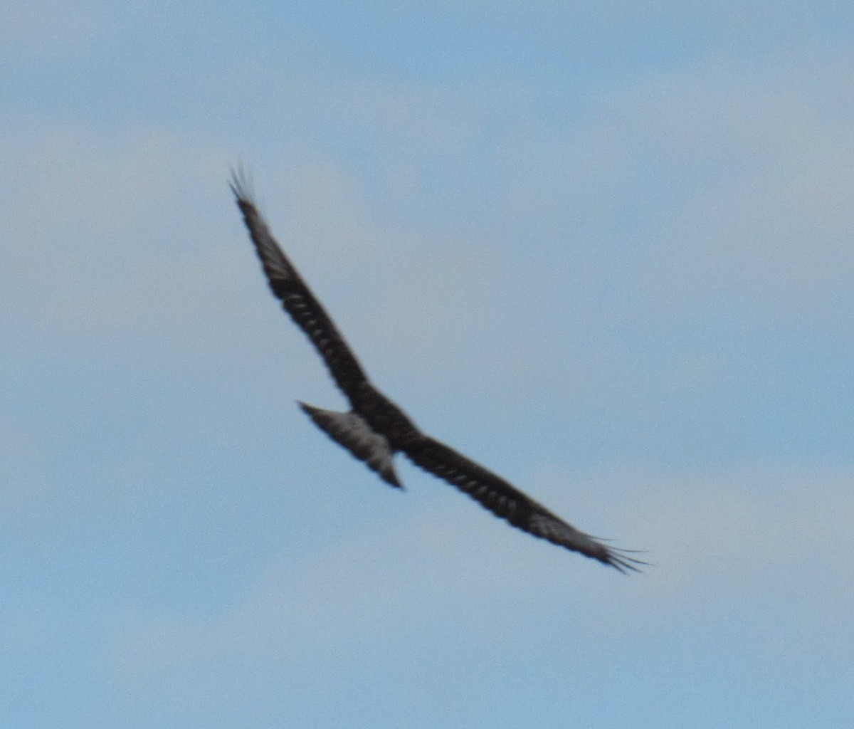 Ferruginous Hawk - ML644505210