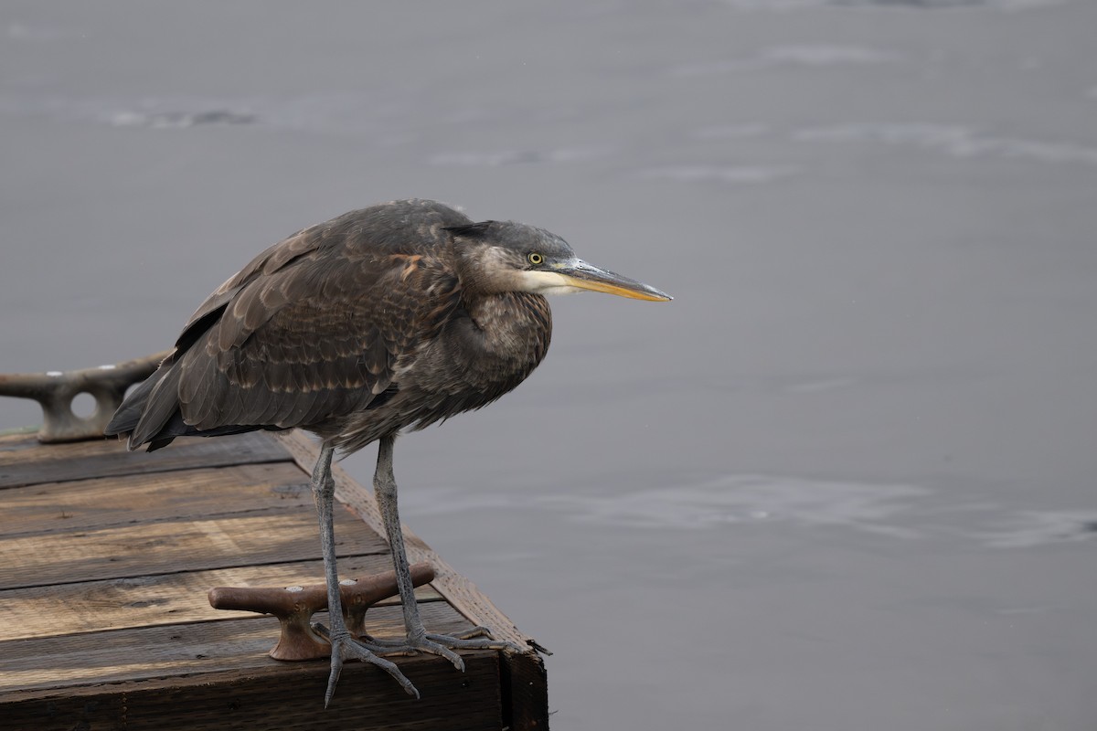 Grand Héron - ML644505212