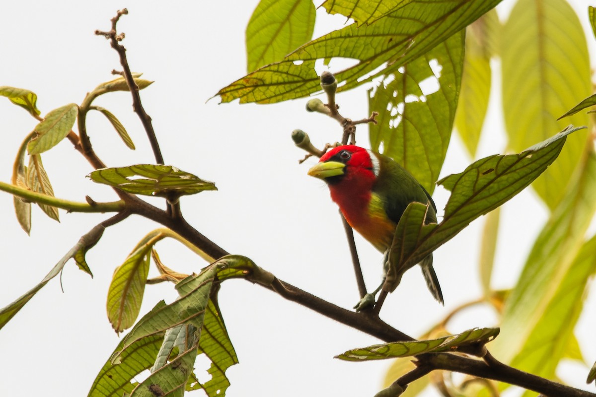 Андская бородатка - ML644505217