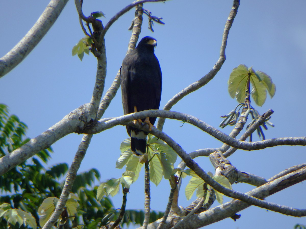 Common Black Hawk - ML644505224