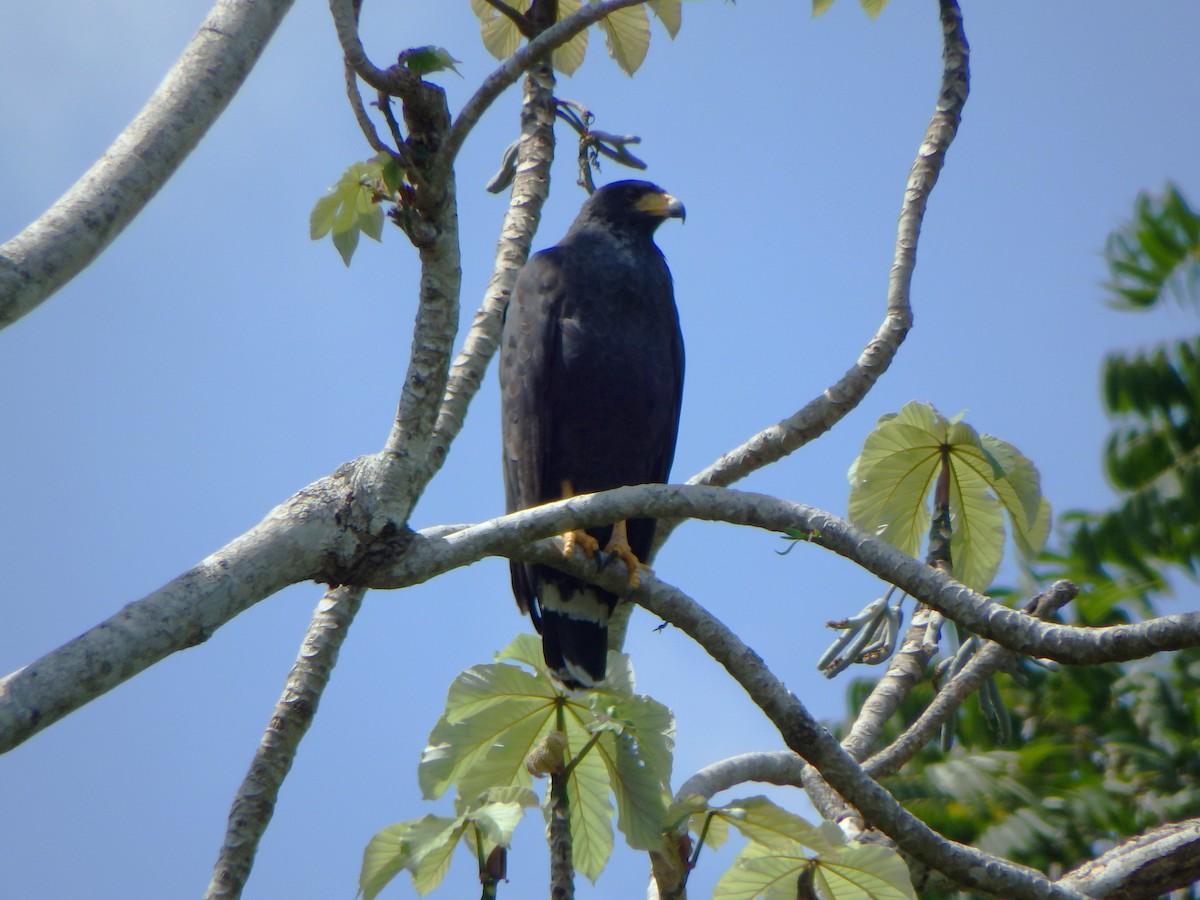 Common Black Hawk - ML644505225