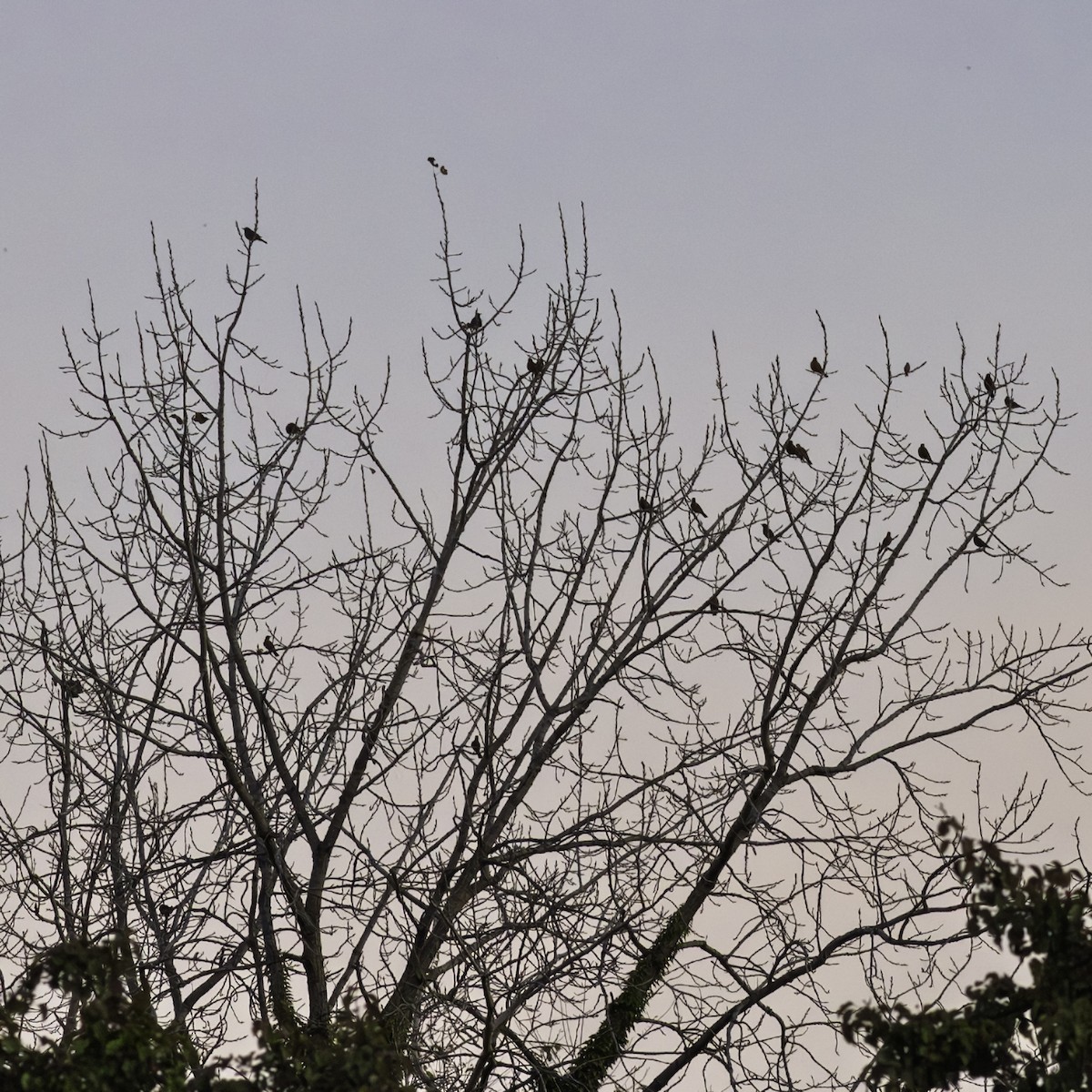 Merle d'Amérique - ML644505226