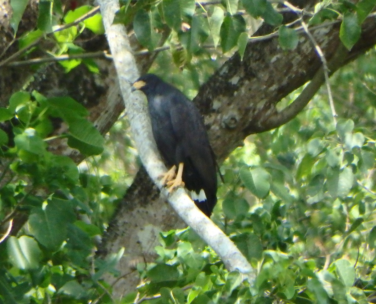 Common Black Hawk - ML644505228
