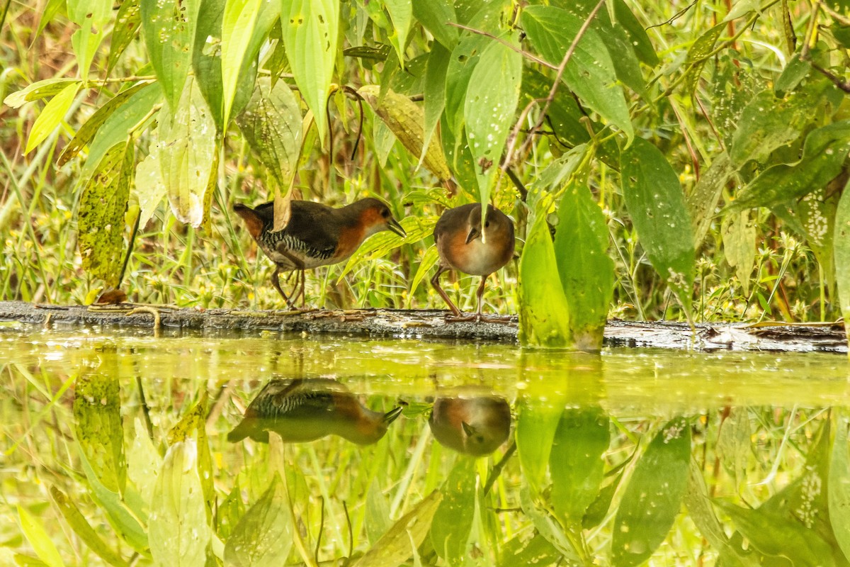 Рыжешейный коростелёк - ML644505229