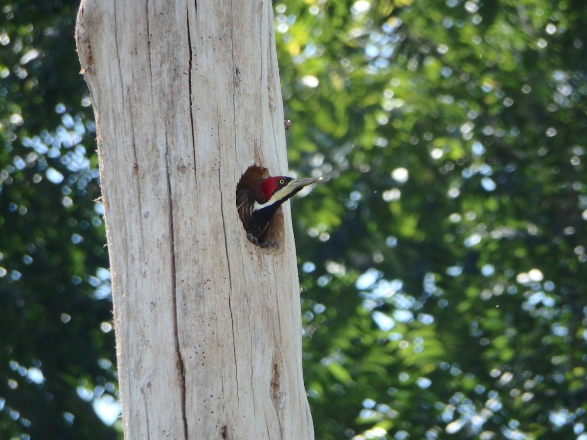 høvdingspett - ML644505231