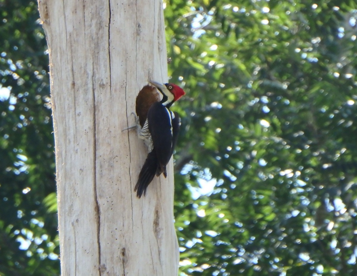 høvdingspett - ML644505235