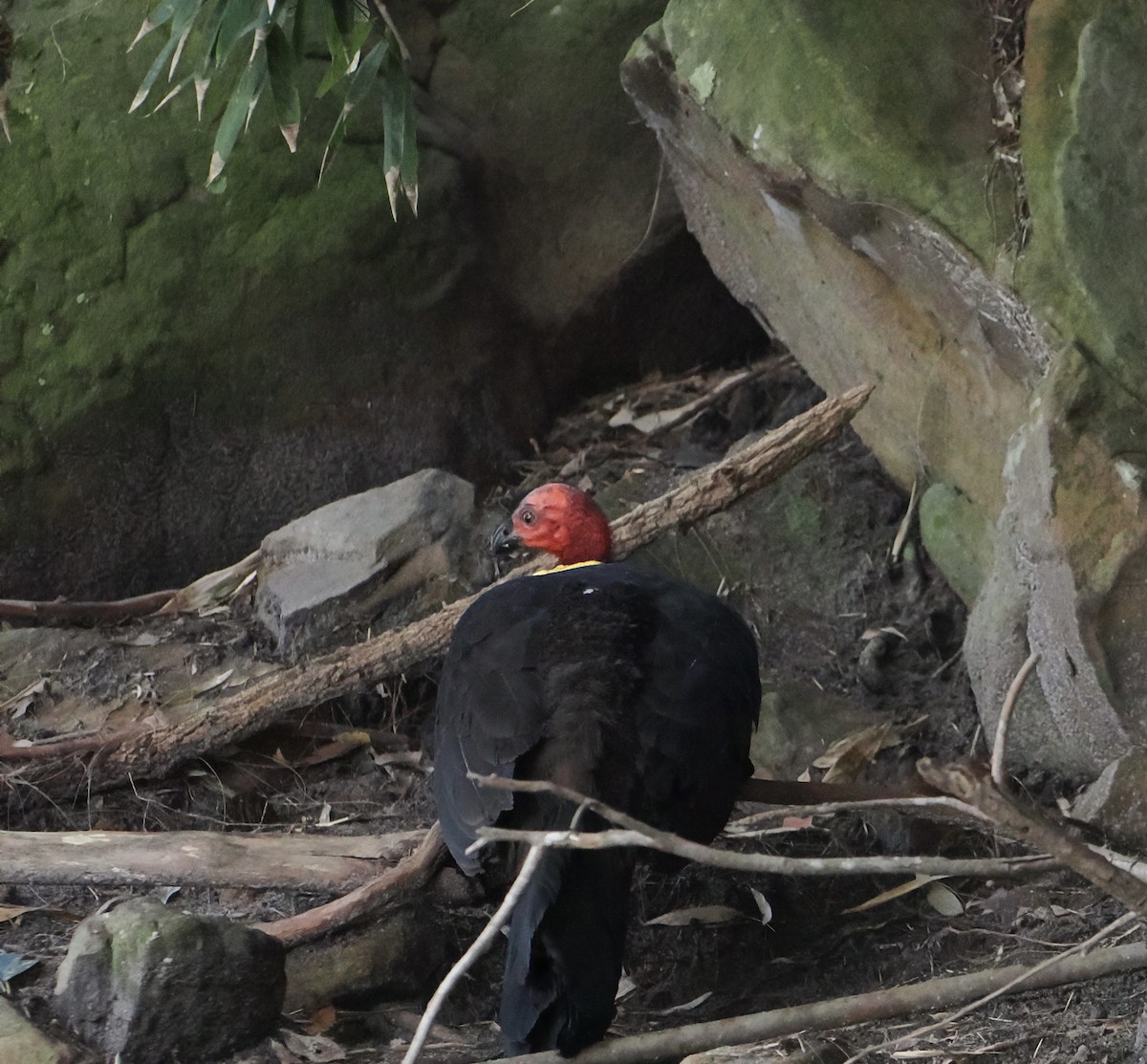 Australian Brushturkey - ML644505270